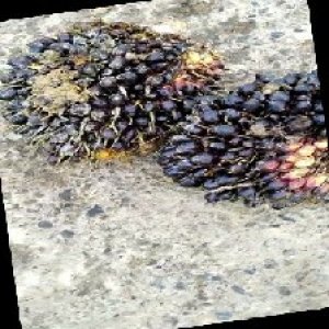 unripe_train (1761).jpg