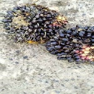 unripe_train (1762).jpg