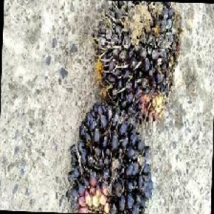 unripe_train (1763).jpg