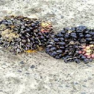 unripe_train (1764).jpg