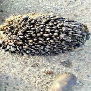 unripe_train (1765).jpg