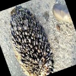 unripe_train (1766).jpg