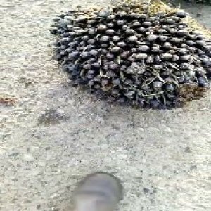 unripe_train (1767).jpg