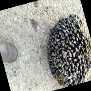 unripe_train (1768).jpg