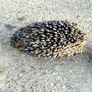 unripe_train (1769).jpg