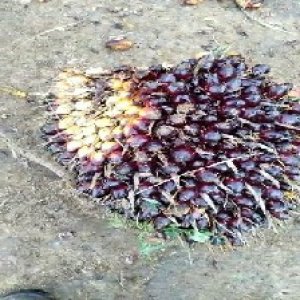 unripe_train (177).jpg