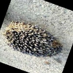 unripe_train (1770).jpg