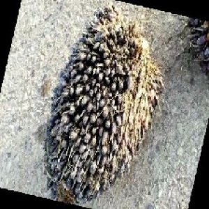 unripe_train (1771).jpg