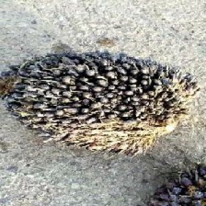 unripe_train (1772).jpg