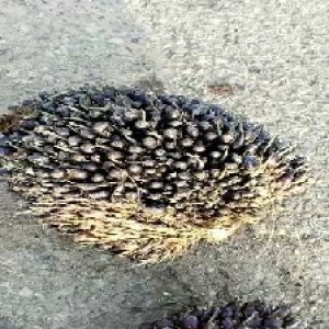 unripe_train (1774).jpg