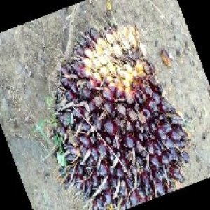 unripe_train (178).jpg