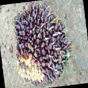 unripe_train (179).jpg