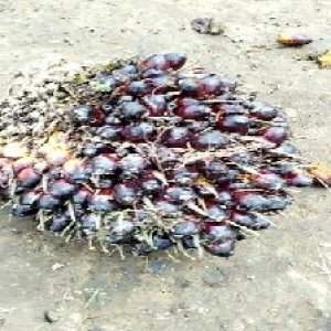 unripe_train (18).jpg