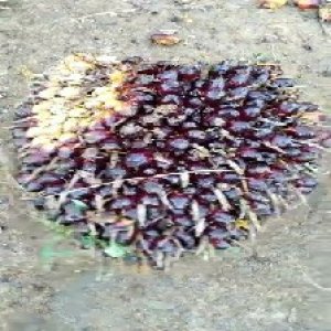 unripe_train (180).jpg