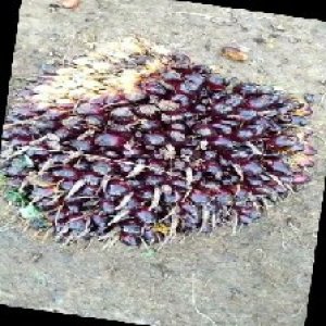 unripe_train (182).jpg