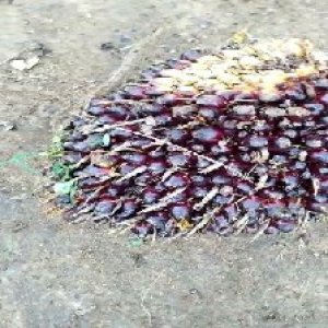 unripe_train (183).jpg