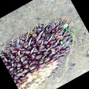 unripe_train (184).jpg