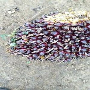 unripe_train (185).jpg