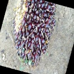 unripe_train (186).jpg