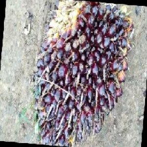 unripe_train (187).jpg