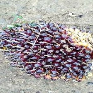 unripe_train (188).jpg