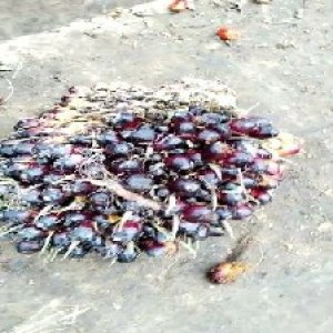 unripe_train (19).jpg