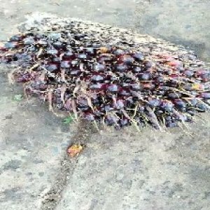 unripe_train (190).jpg