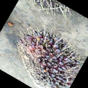 unripe_train (191).jpg