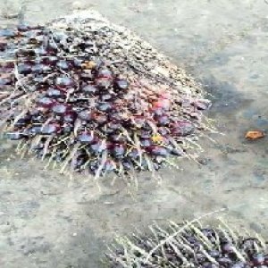 unripe_train (192).jpg