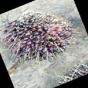 unripe_train (193).jpg