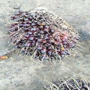 unripe_train (194).jpg