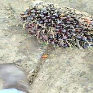 unripe_train (195).jpg