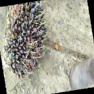 unripe_train (196).jpg