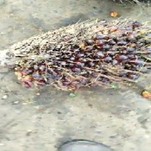 unripe_train (198).jpg