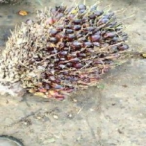 unripe_train (199).jpg