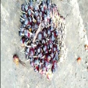 unripe_train (20).jpg