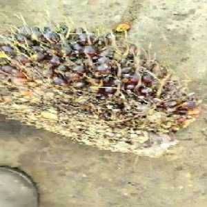 unripe_train (201).jpg