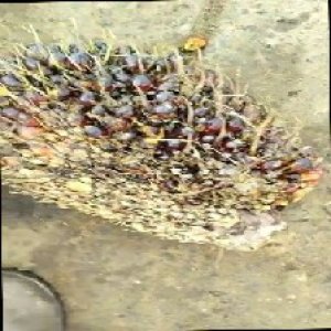 unripe_train (202).jpg