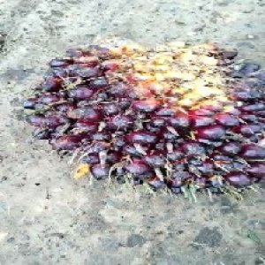 unripe_train (205).jpg