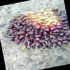 unripe_train (206).jpg