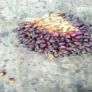 unripe_train (207).jpg