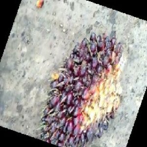 unripe_train (208).jpg