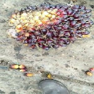 unripe_train (209).jpg