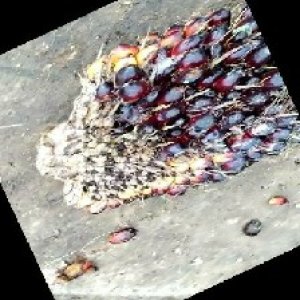 unripe_train (21).jpg