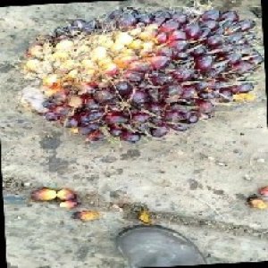 unripe_train (210).jpg