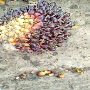 unripe_train (211).jpg