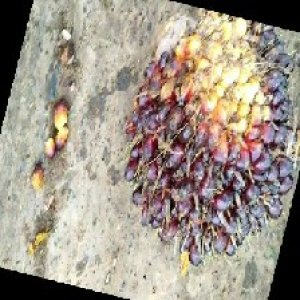 unripe_train (212).jpg