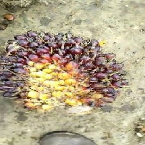 unripe_train (213).jpg