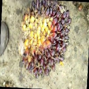 unripe_train (214).jpg