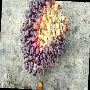 unripe_train (215).jpg